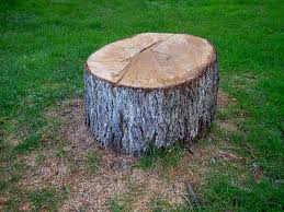 Best Commercial Tree Services  in Northlake, SC