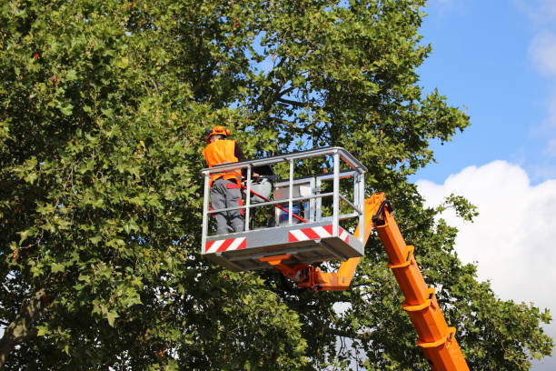 Best Utility Line Clearance  in Northlake, SC