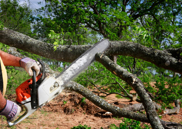 Best Lawn Irrigation Installation and Maintenance  in Northlake, SC