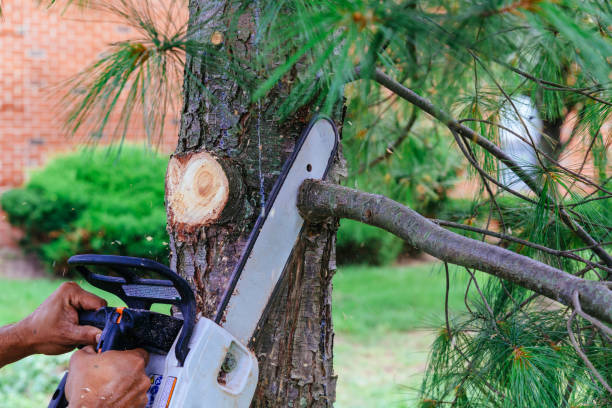 Best Tree and Shrub Care  in Northlake, SC